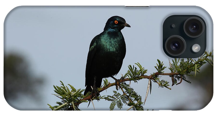 Animals iPhone Case featuring the photograph African Cape Glossy Starling by Bob Langrish