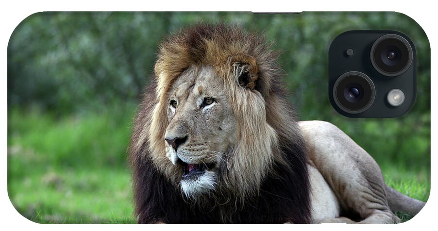 Animals iPhone Case featuring the photograph African Lions 003 by Bob Langrish