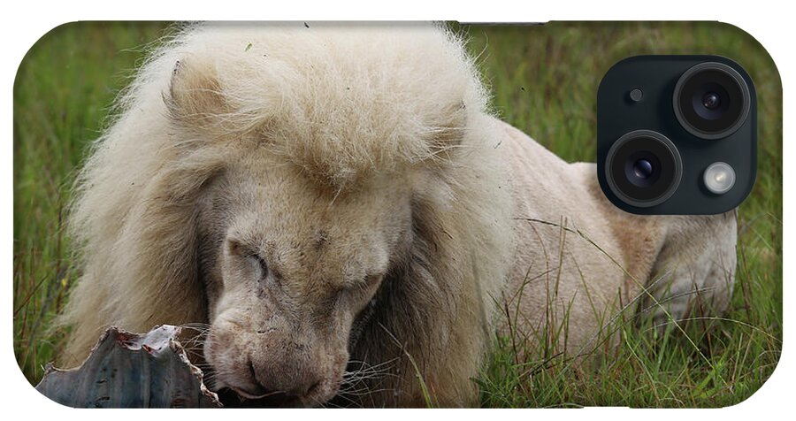 Animals iPhone Case featuring the photograph African Lions 080 by Bob Langrish