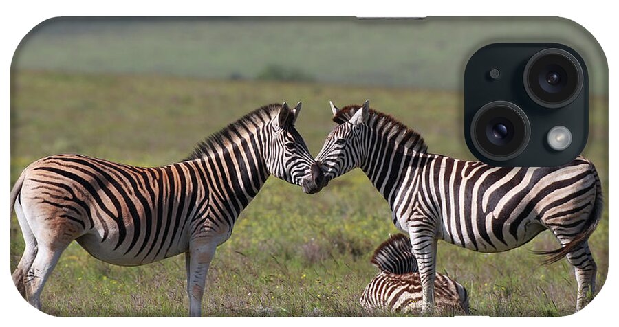 Animals iPhone Case featuring the photograph African Zebras 030 by Bob Langrish