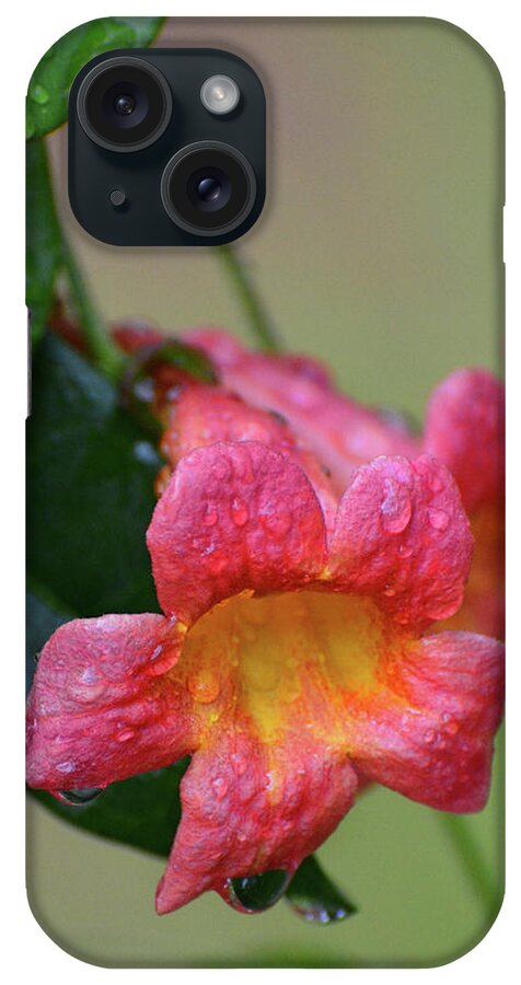 Trimpet Vine iPhone Case featuring the photograph After the Rain by Jerry Griffin