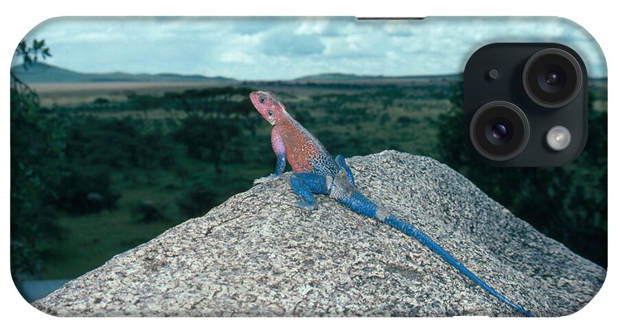 Africa iPhone Case featuring the photograph Agama Lizard by David Hosking