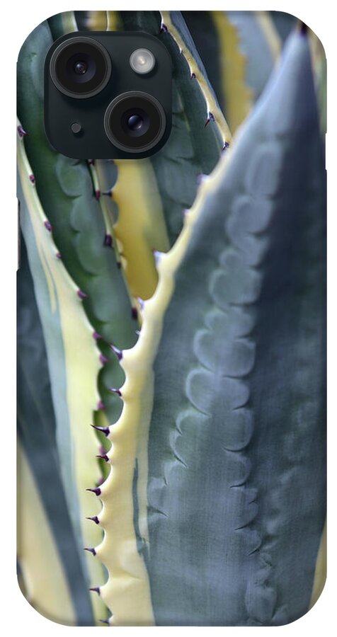 Desert Botanical Garden iPhone Case featuring the photograph Agave Plant Abstract by David T Wilkinson
