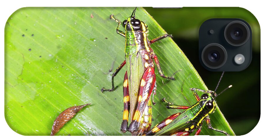 Amazon iPhone Case featuring the photograph Amazonian Grasshoppers Mating by Dr Morley Read/science Photo Library