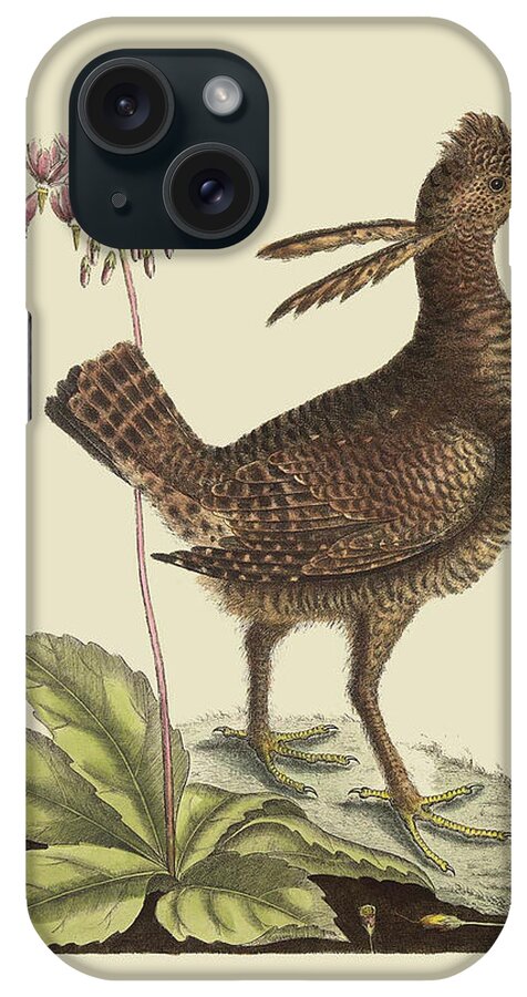 Nature iPhone Case featuring the painting Amercan Partridge by Mark Catesby