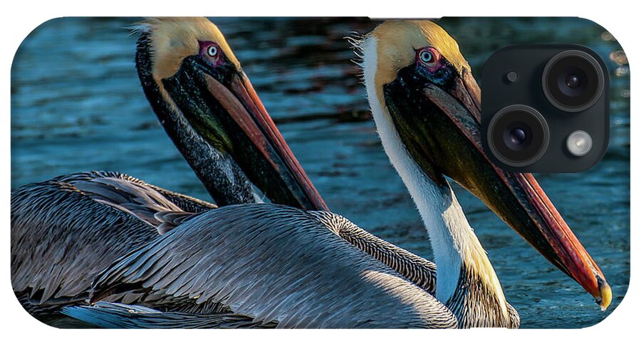 Birds iPhone Case featuring the photograph American Brown Pelicans by Ginger Stein