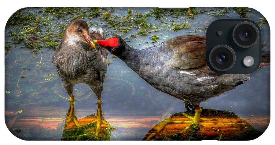 Coot iPhone Case featuring the photograph American Coot by Pete Rems