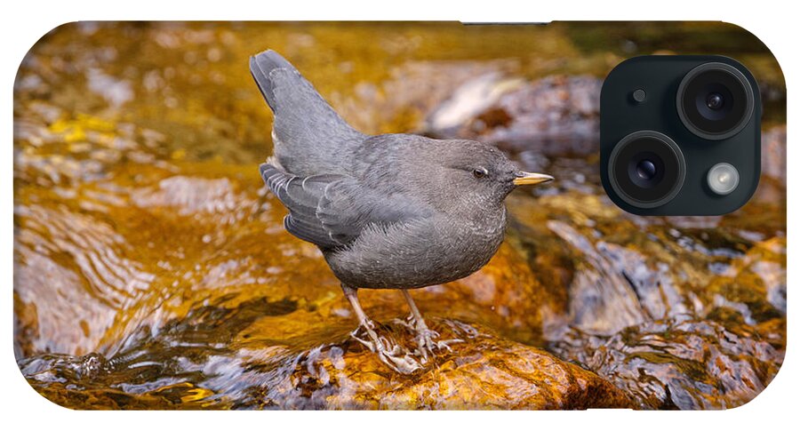 American Dipper iPhone Case featuring the photograph American Dipper Cinclus Mexicanus by James Zipp