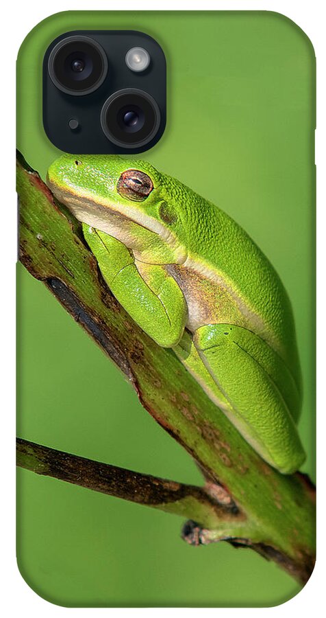 Nature iPhone Case featuring the photograph American Green Tree Frog DAR033 by Gerry Gantt