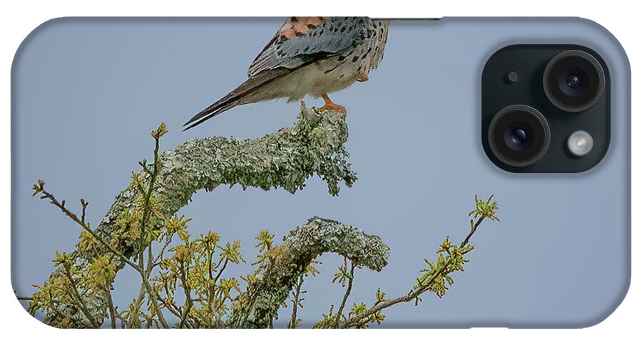 Falcon iPhone Case featuring the photograph American Kestrel by JASawyer Imaging
