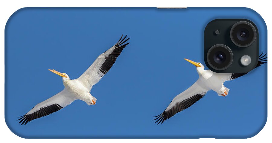 American White Pelican iPhone Case featuring the photograph American White Pelicans Flying, Clinton by Richard and Susan Day