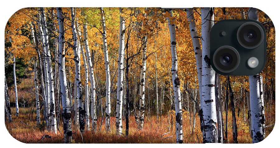 Eco Tourism iPhone Case featuring the photograph An Aspen Grove In Autumn With Orange by Denny35463