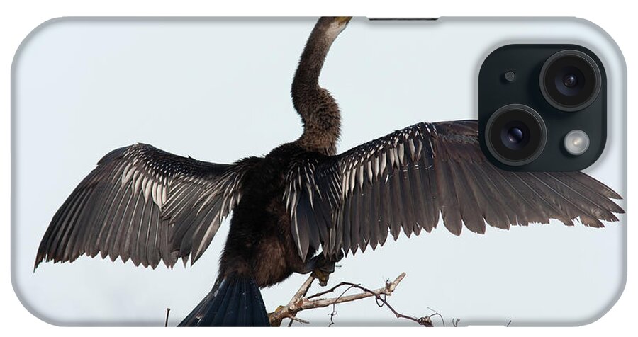 Anhinga iPhone Case featuring the photograph Anhinga by Paul Rebmann