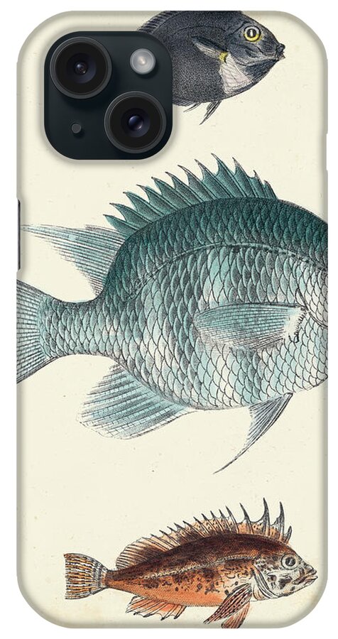 Animals iPhone Case featuring the painting Antique Fish Species IIi by Unknown