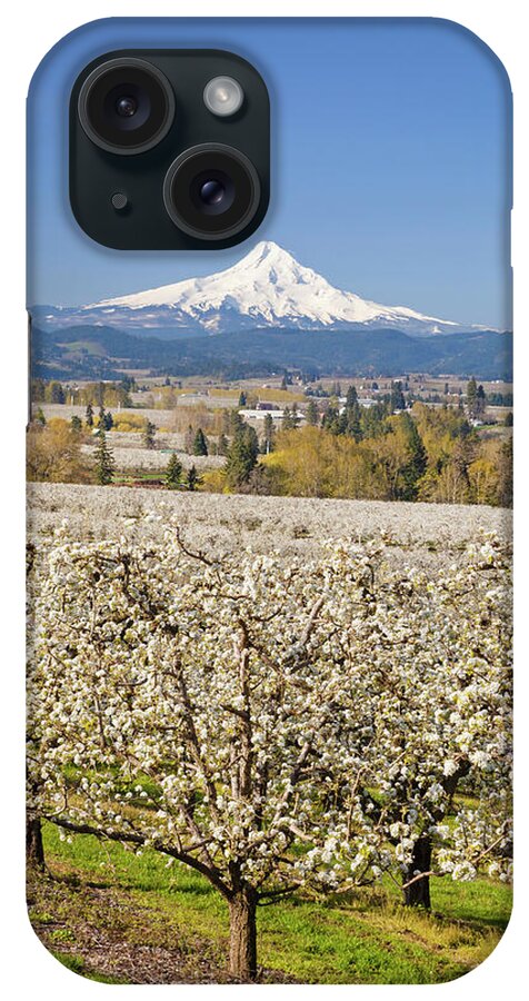 Scenics iPhone Case featuring the photograph Apple Blossom Trees And Mount Hood In by Design Pics / Craig Tuttle