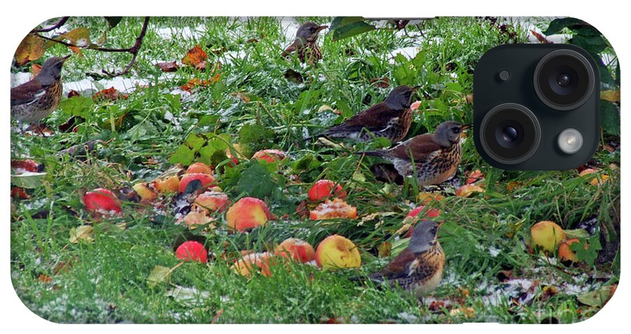 Fieldfares iPhone Case featuring the photograph Autumn Apple feast for Fieldfares by Phil Banks