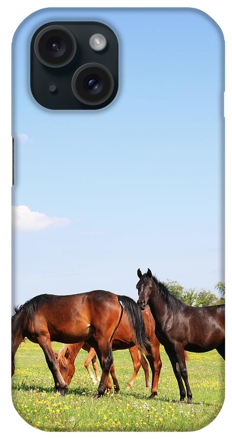 Horse iPhone Case featuring the photograph Arabian Horses On Colorful Pasture With by Knaupe