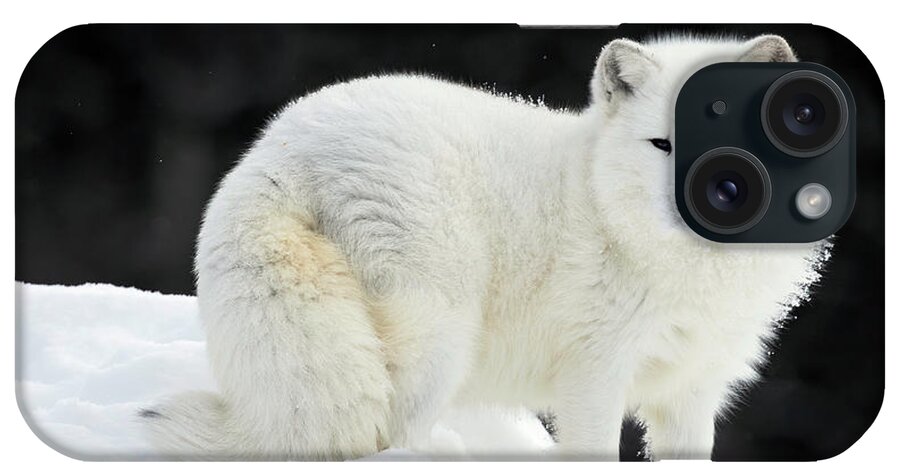 Fox. Arctic Fox iPhone Case featuring the photograph Arctic Fox Summit by Art Cole