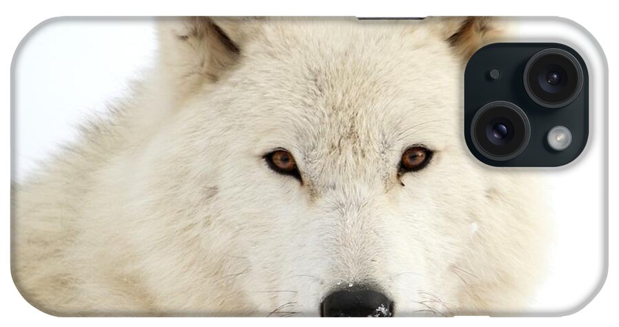 Arctic Wolf iPhone Case featuring the photograph Arctic Wolf Close Up by Heather King