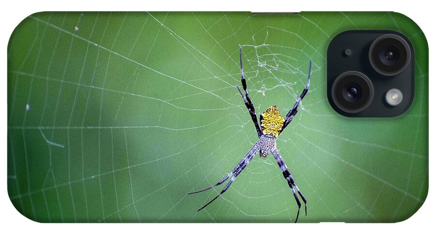 Hawaiian iPhone Case featuring the photograph Argiope appensa by Doug Davidson