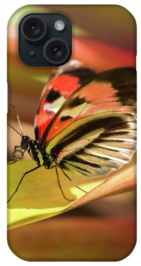Orange iPhone Case featuring the photograph Art in Nature by Dorothy Cunningham