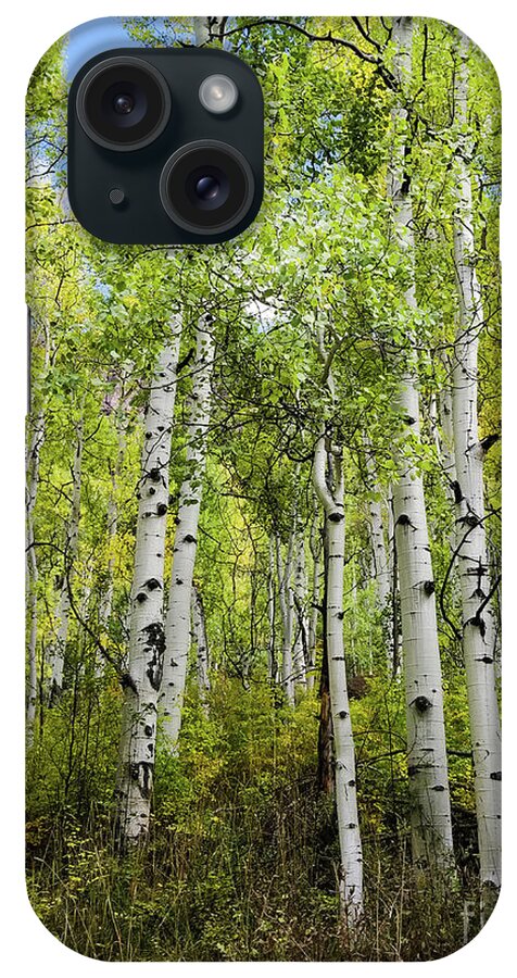 Aspen iPhone Case featuring the photograph Aspen trees in Colorado by Elizabeth M