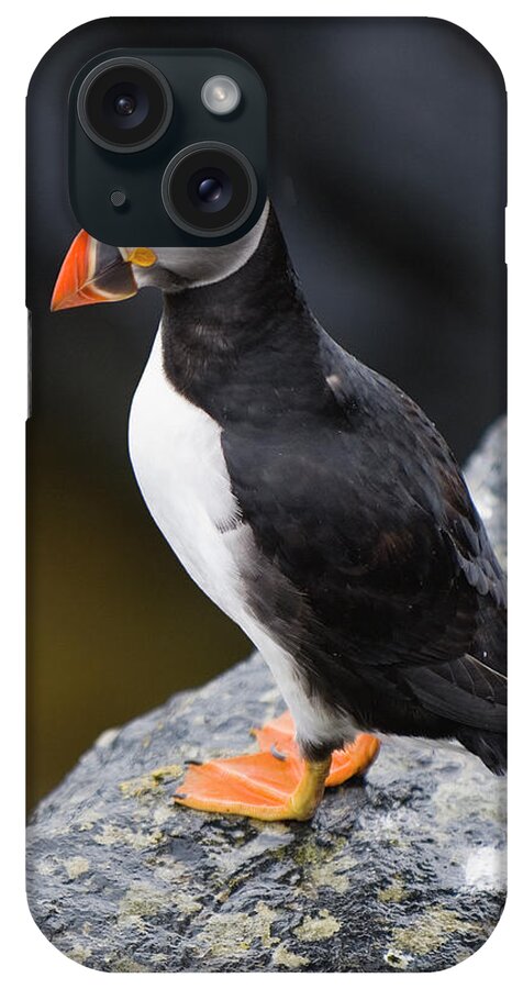 Water's Edge iPhone Case featuring the photograph Atlantic Puffin by Northlightimages