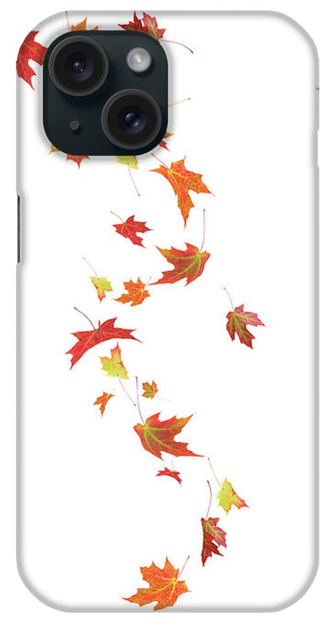 White Background iPhone Case featuring the photograph Autumn Falling Maple Leaves by Liliboas