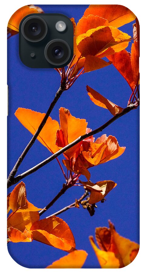 Autumn Leaves iPhone Case featuring the photograph Autumn Leaves by Mark MIller