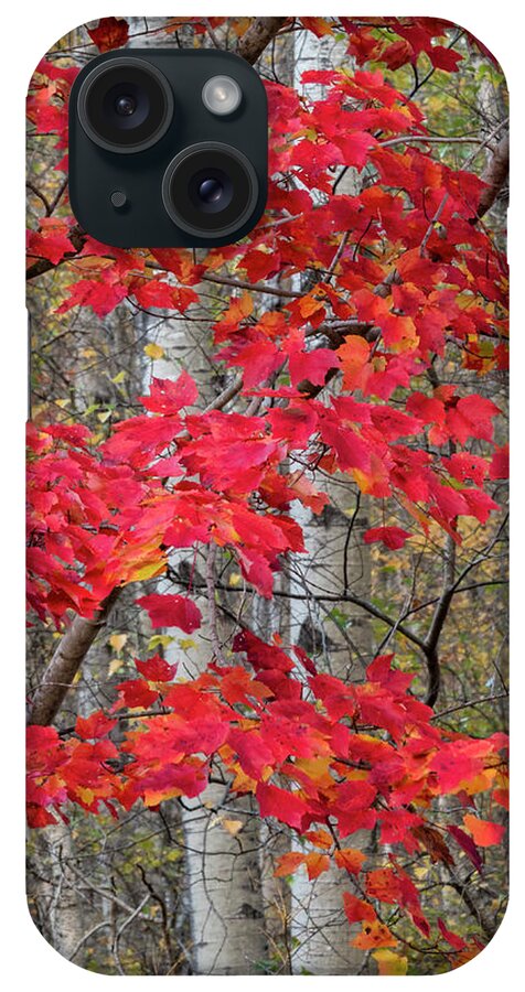 Jeff Foott iPhone Case featuring the photograph Autumn Sugar Maple In Acadia by Jeff Foott