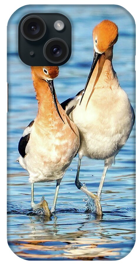 Avocets iPhone Case featuring the photograph Avocet dance by Judi Dressler
