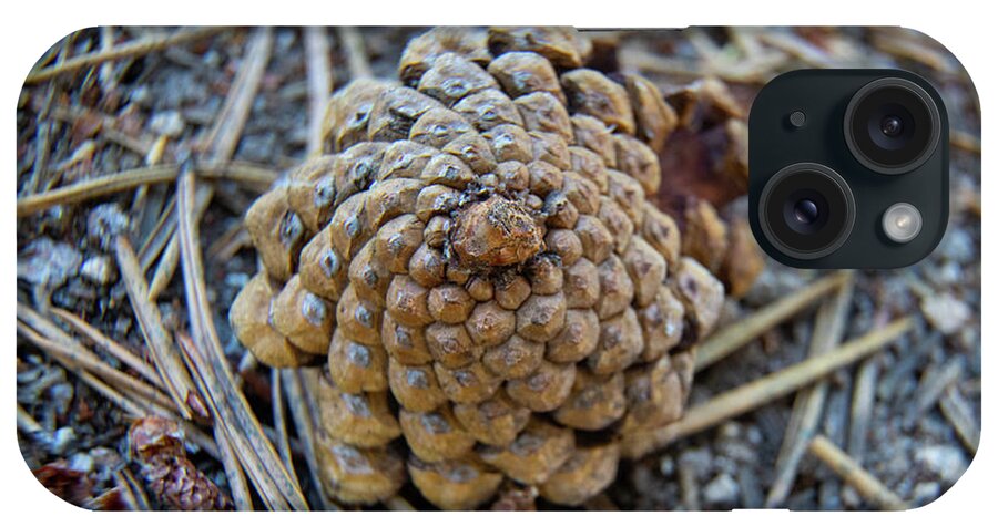Forest iPhone Case featuring the photograph Baby Pine Cone by Fred DeSousa