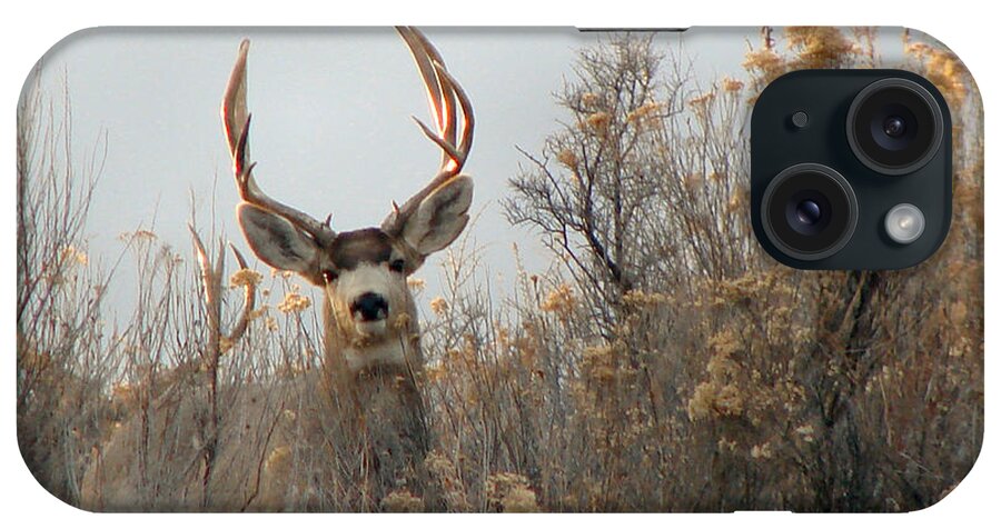 Animal Themes iPhone Case featuring the photograph Back Yard Mule Deer Buck by Hlazyj - Susan Humphrey