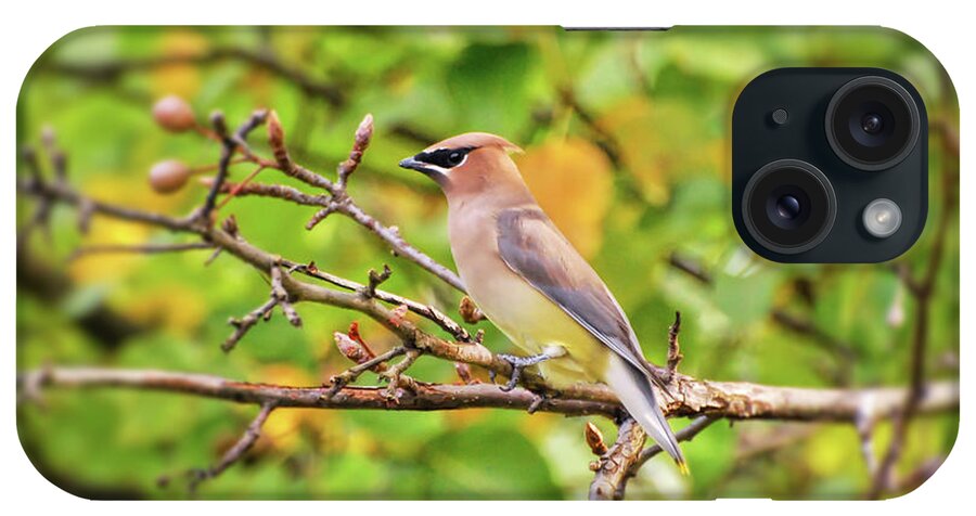Cedar Waxwing iPhone Case featuring the photograph Backyard Birding - Cedar Waxwing by Kerri Farley