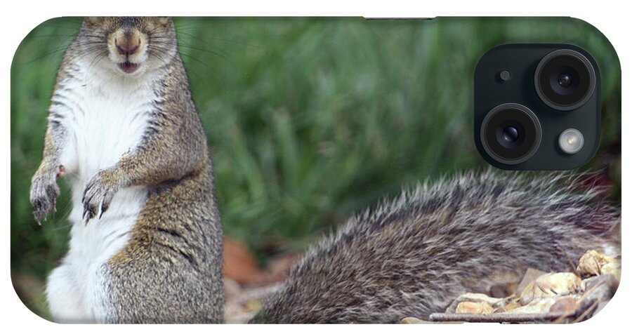 Squirrel iPhone Case featuring the mixed media Backyard Buddy by Karen Williams