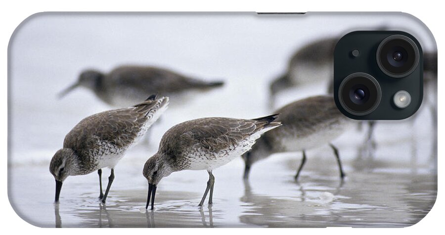 Water's Edge iPhone Case featuring the photograph Bairds Sandpipers, Calidris Bairdii by Ed Reschke