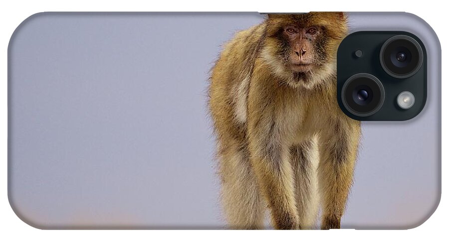 Toronto iPhone Case featuring the photograph Barbary Ape Portrait by John Knight