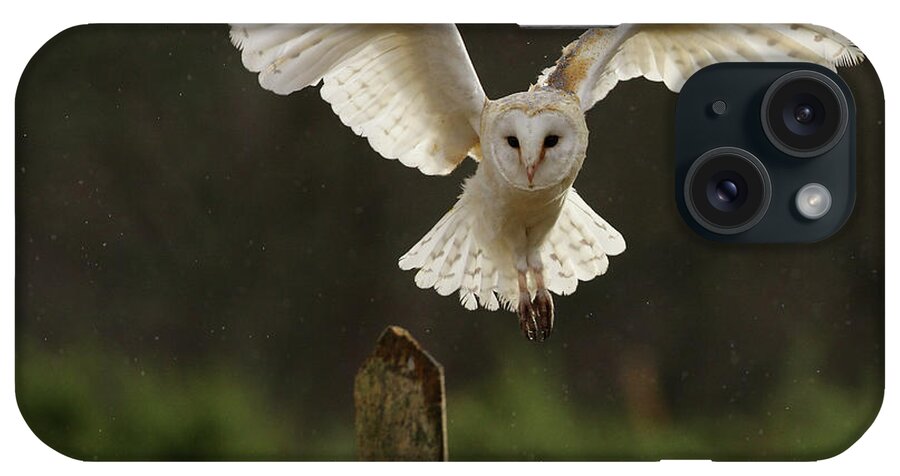 Animal Themes iPhone Case featuring the photograph Barn Owl by Javier Fernández Sánchez