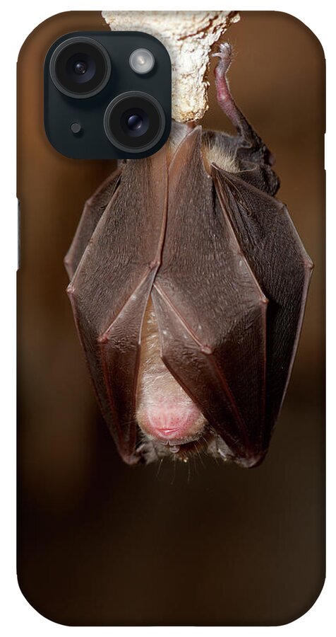 Bat iPhone Case featuring the photograph Bat Sleeping While Hanging On Rock In Cave by Cavan Images