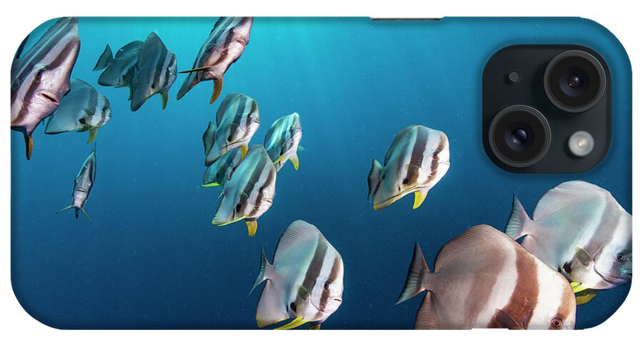Animal iPhone Case featuring the photograph Batfish School In Maldives by Tui De Roy