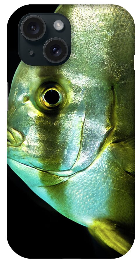 Sealife iPhone Case featuring the photograph Batfish by Scott Wyatt