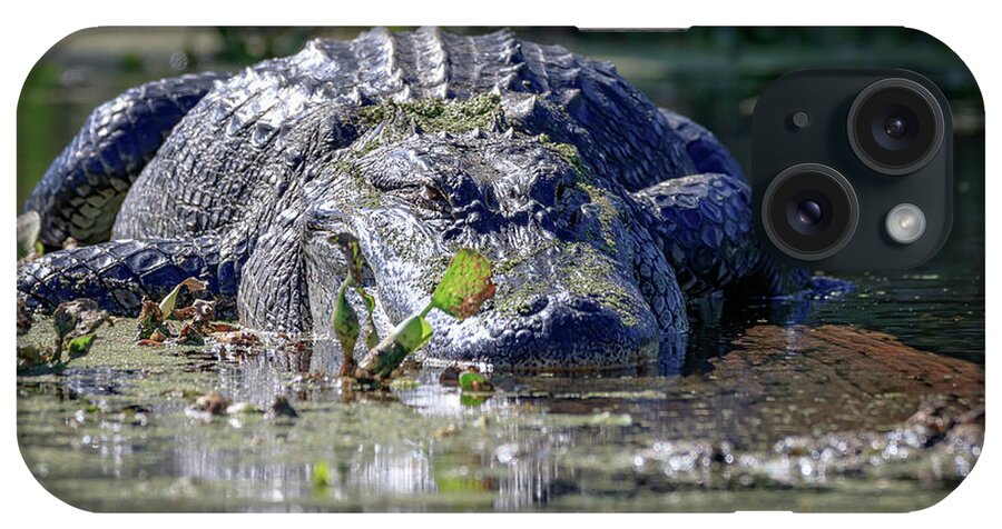 Gator iPhone Case featuring the photograph Beached Gator by JASawyer Imaging