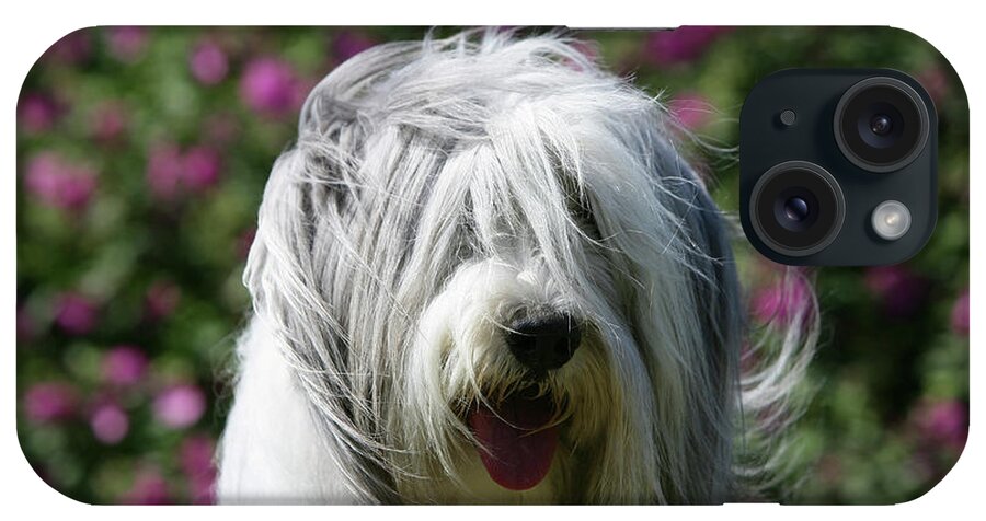 Animals iPhone Case featuring the photograph Bearded Collie 11 by Bob Langrish