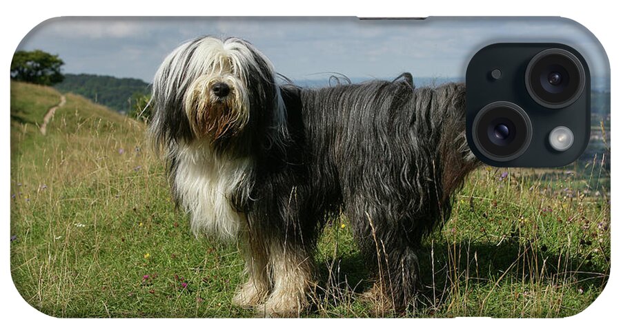 Animals iPhone Case featuring the photograph Bearded Collie 23 by Bob Langrish