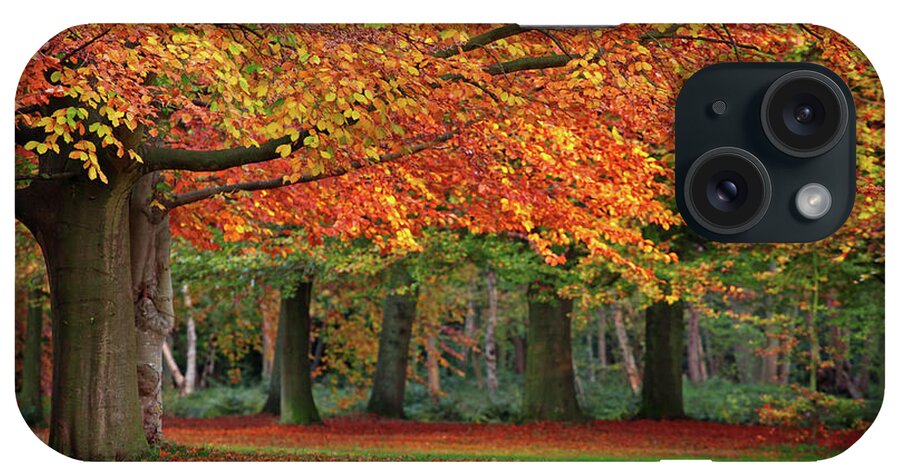 Orange Color iPhone Case featuring the photograph Beautiful Autumn In Park by Lorado