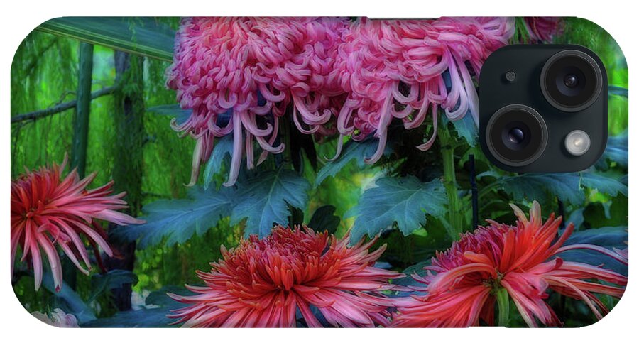 Flowers Flora Chrysanthemum iPhone Case featuring the photograph Beautiful Chrysanthemums by Elaine Manley