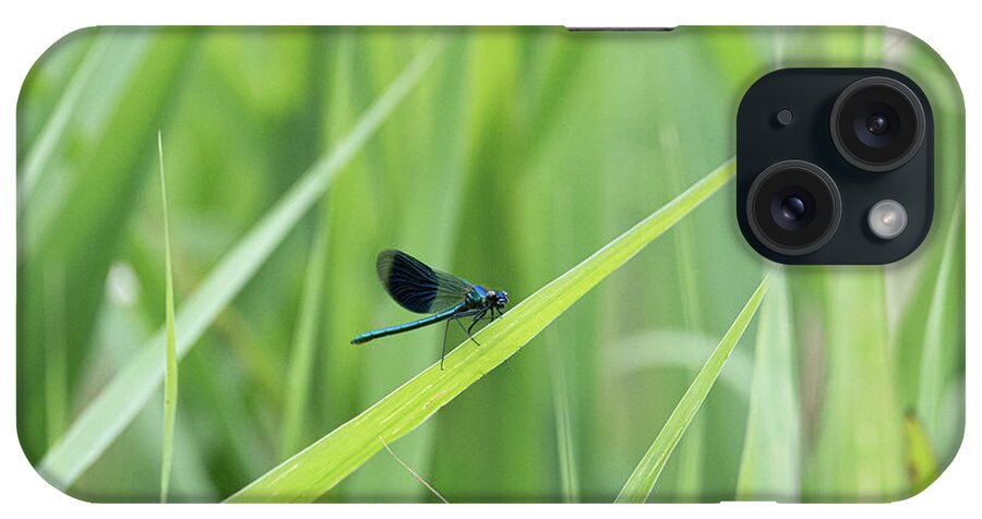 Beautiful Demoiselle iPhone Case featuring the photograph Beautiful Demoiselle damselfly on green by Scott Lyons