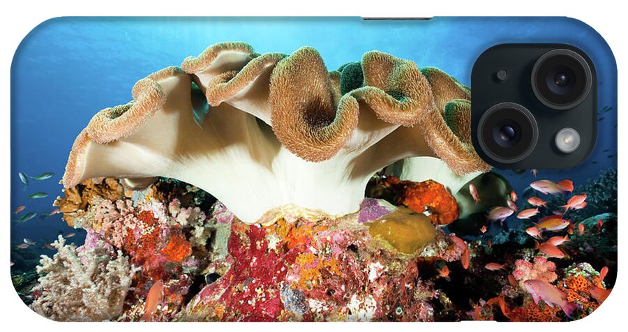 Underwater iPhone Case featuring the photograph Beautiful Leather Coral And Sea Goldies by Ifish