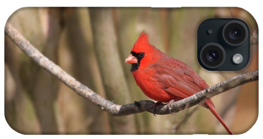 Birds iPhone Case featuring the photograph Beautiful Male Cardinal by Trina Ansel