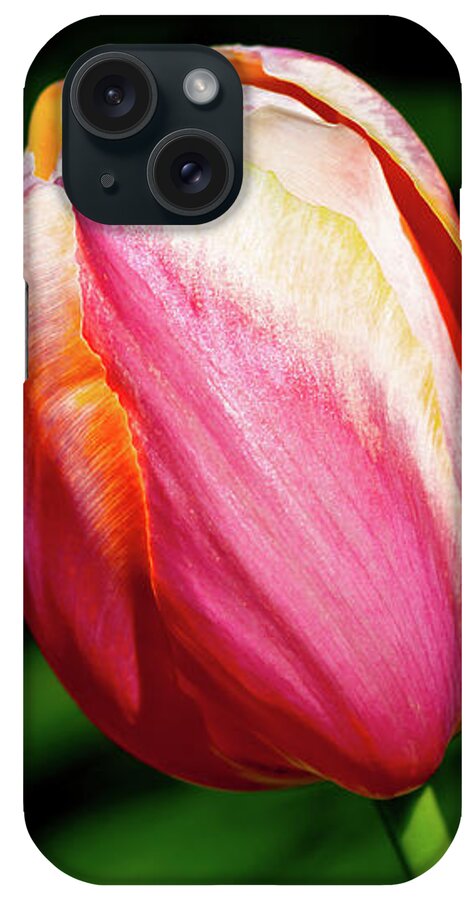 Pretty Red Tulip iPhone Case featuring the photograph Beauty In Red by Az Jackson